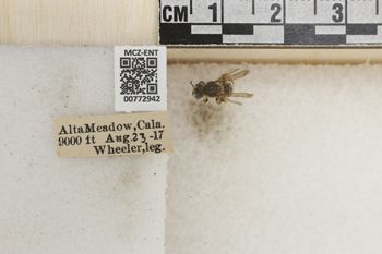 Media type: image;   Entomology 772942 Aspect: Labels